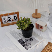 5'' Cotyledon Tomentosa, Rare Live Succulent Plants