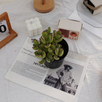 5'' Cotyledon Tomentosa, Rare Live Succulent Plants