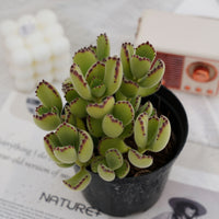 5'' Cotyledon Tomentosa, Rare Live Succulent Plants