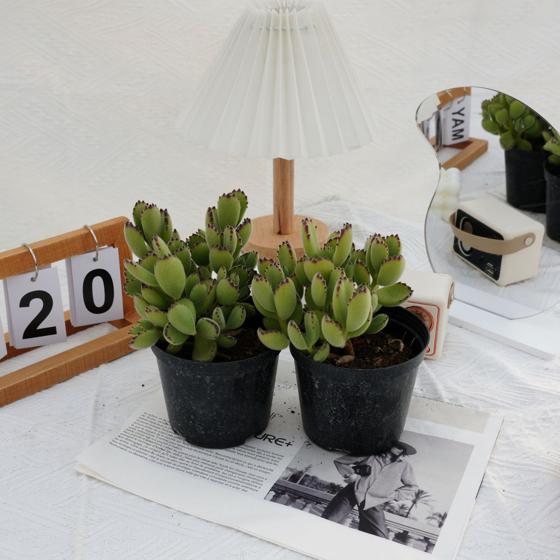 5'' Cotyledon Tomentosa, Rare Live Succulent Plants