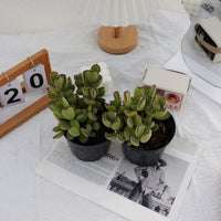 5'' Cotyledon Tomentosa, Rare Live Succulent Plants