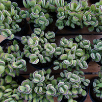 5'' Cotyledon Tomentosa, Rare Live Succulent Plants