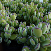 5'' Cotyledon Tomentosa, Rare Live Succulent Plants