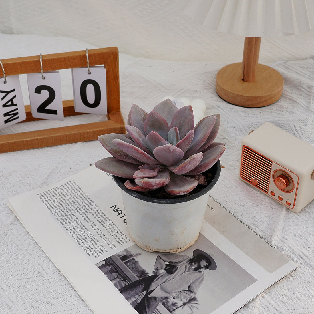 5'' Echeveria Snow Bunny, Rare Live Succulent Plants