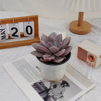 5'' Echeveria Snow Bunny, Rare Live Succulent Plants