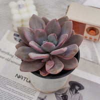 5'' Echeveria Snow Bunny, Rare Live Succulent Plants