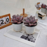 5'' Echeveria Snow Bunny, Rare Live Succulent Plants