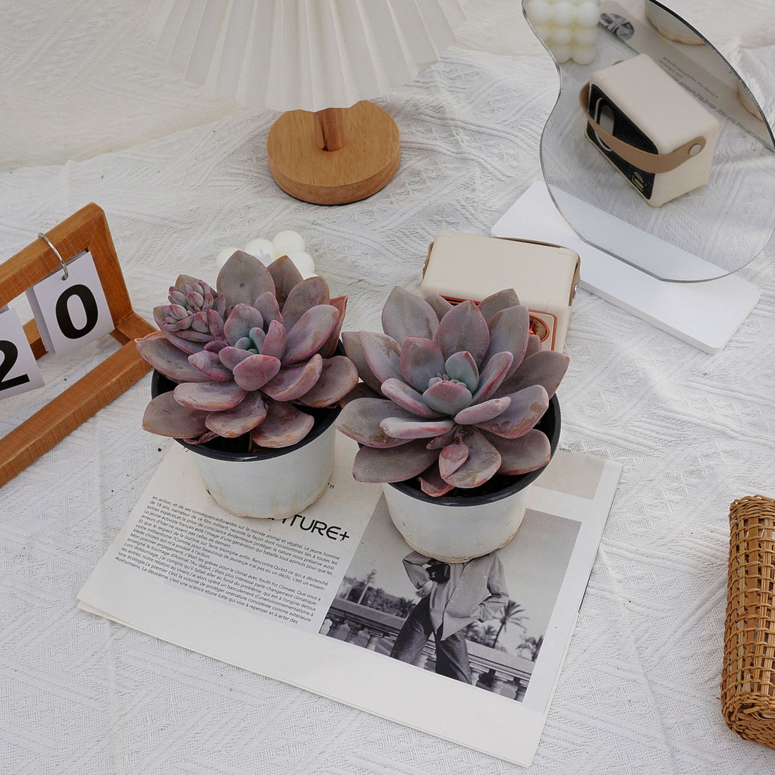 5'' Echeveria Snow Bunny, Rare Live Succulent Plants