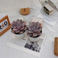 5'' Echeveria Snow Bunny, Rare Live Succulent Plants