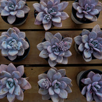 5'' Echeveria Snow Bunny, Rare Live Succulent Plants