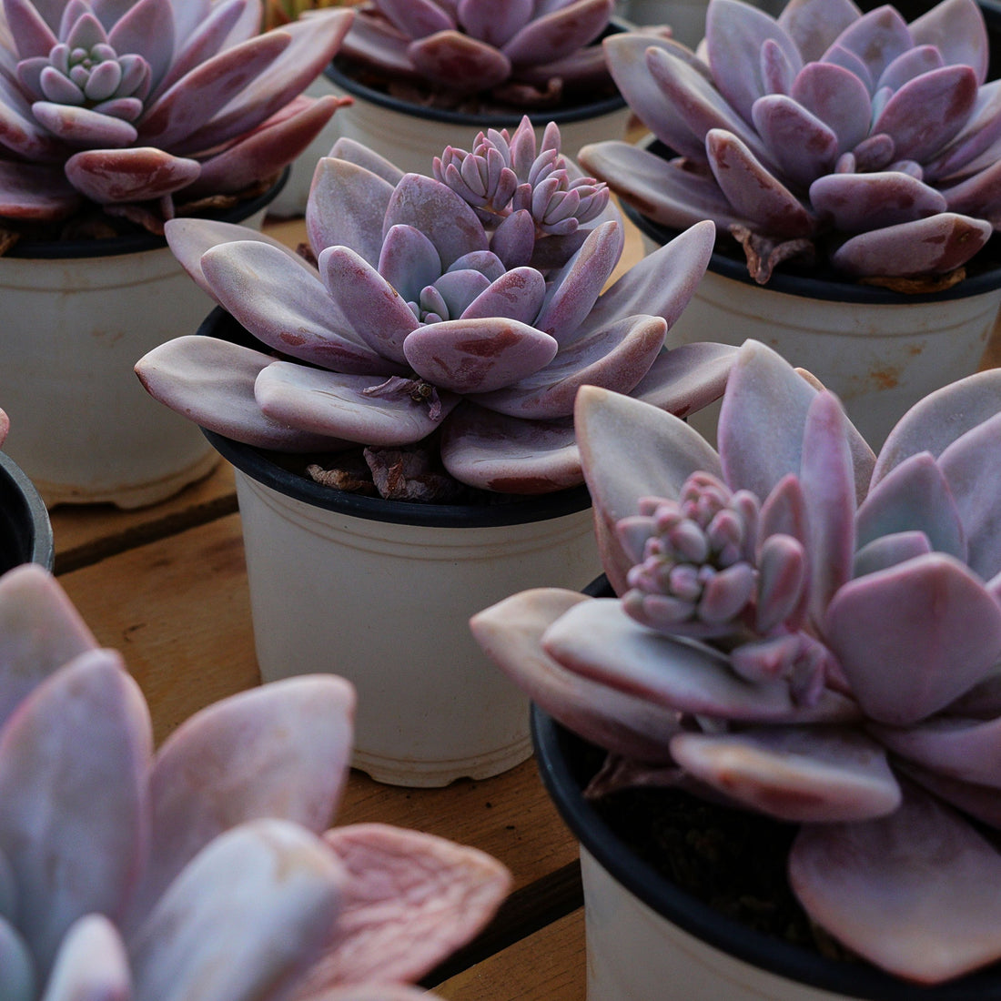 5'' Echeveria Snow Bunny, Rare Live Succulent Plants