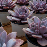 5'' Echeveria Snow Bunny, Rare Live Succulent Plants