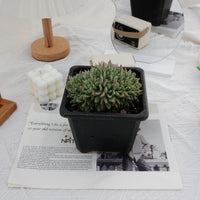 5'' Echeveria Cuspidata Zaragozae Crested, Rare Live Succulent Plants