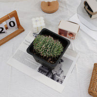 5'' Echeveria Cuspidata Zaragozae Crested, Rare Live Succulent Plants