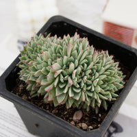 5'' Echeveria Cuspidata Zaragozae Crested, Rare Live Succulent Plants