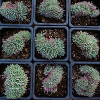 5'' Echeveria Cuspidata Zaragozae Crested, Rare Live Succulent Plants