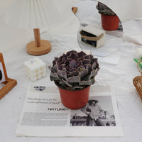 5'' Echeveria Swan Lake, Rare Live Succulent Plants