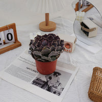 5'' Echeveria Swan Lake, Rare Live Succulent Plants