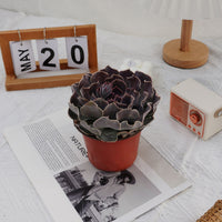 5'' Echeveria Swan Lake, Rare Live Succulent Plants