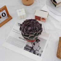 5'' Echeveria Swan Lake, Rare Live Succulent Plants