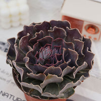 5'' Echeveria Swan Lake, Rare Live Succulent Plants