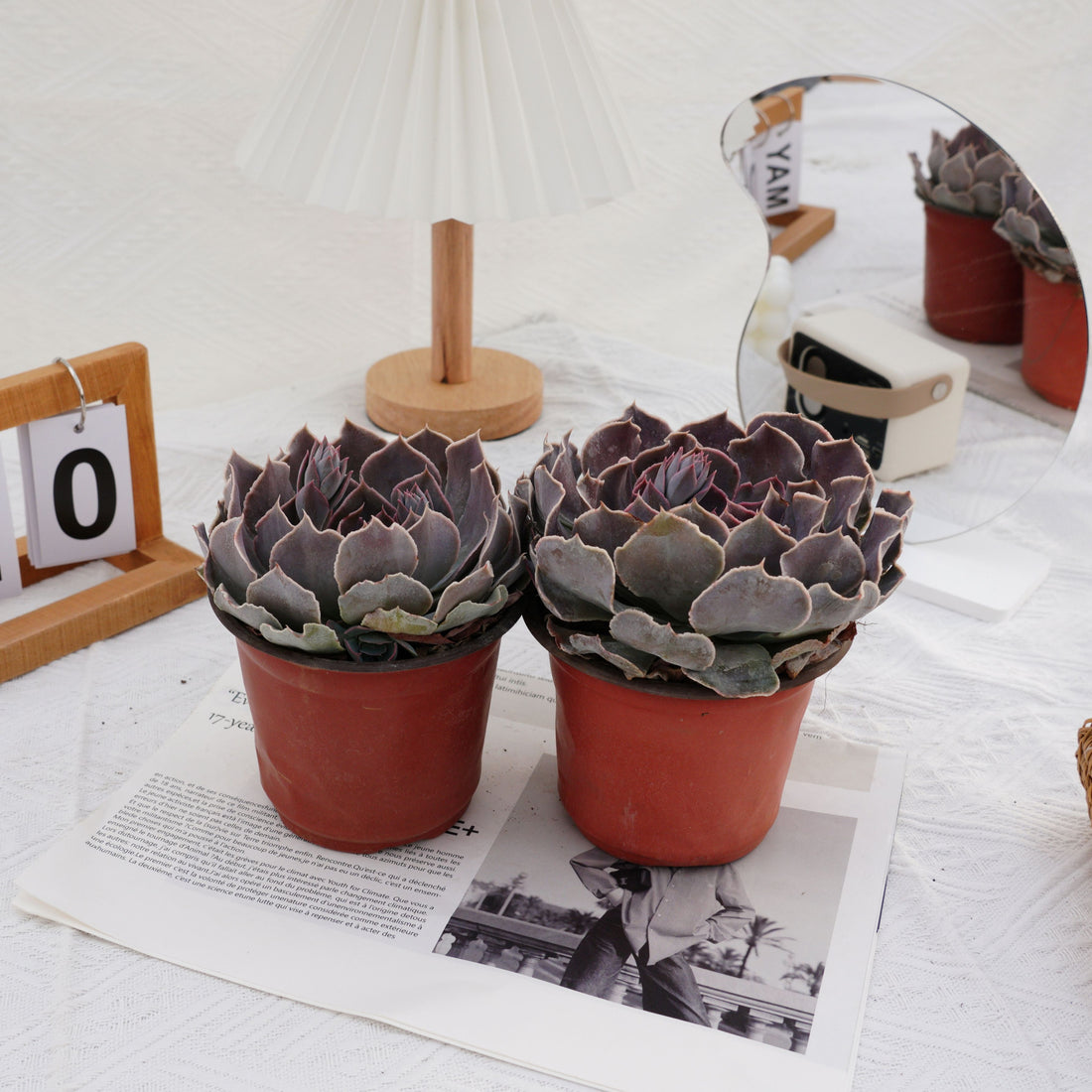 5'' Echeveria Swan Lake, Rare Live Succulent Plants