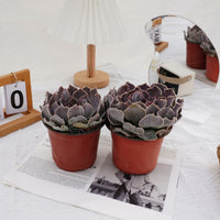 5'' Echeveria Swan Lake, Rare Live Succulent Plants