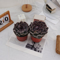 5'' Echeveria Swan Lake, Rare Live Succulent Plants