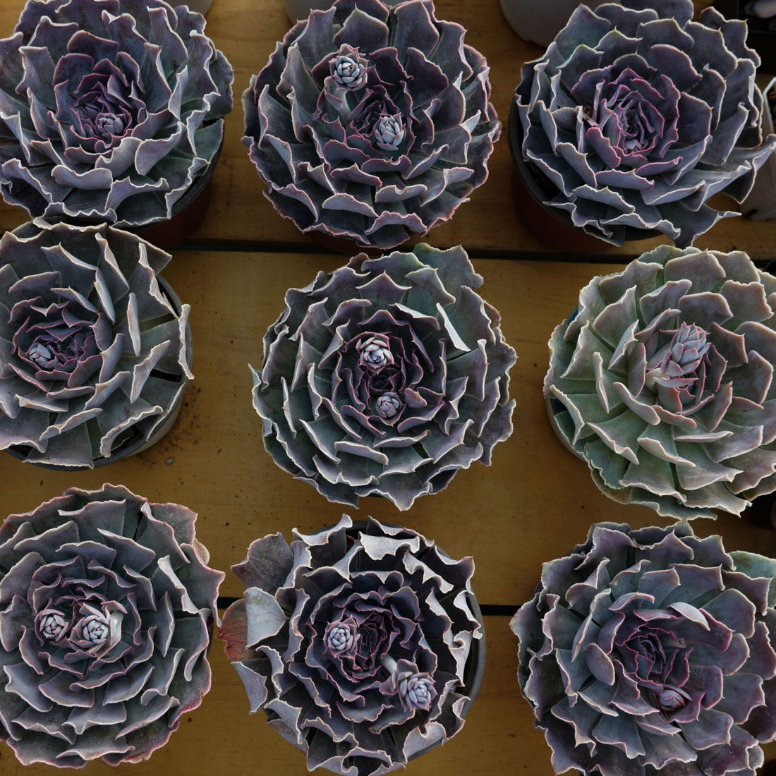 5'' Echeveria Swan Lake, Rare Live Succulent Plants