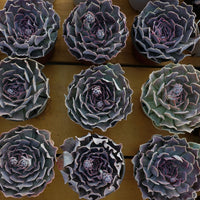 5'' Echeveria Swan Lake, Rare Live Succulent Plants
