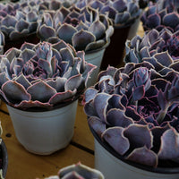 5'' Echeveria Swan Lake, Rare Live Succulent Plants