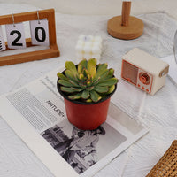 5'' Echeveria Fairy Variegated, Rare Live Succulent Plants