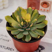5'' Echeveria Fairy Variegated, Rare Live Succulent Plants