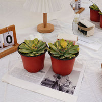 5'' Echeveria Fairy Variegated, Rare Live Succulent Plants