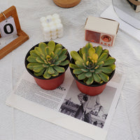 5'' Echeveria Fairy Variegated, Rare Live Succulent Plants