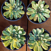 5'' Echeveria Fairy Variegated, Rare Live Succulent Plants