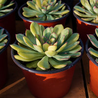 5'' Echeveria Fairy Variegated, Rare Live Succulent Plants
