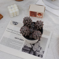 5'' Pachyphytum Baby Finger, Rare Live Succulent Plants