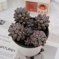 5'' Pachyphytum Baby Finger, Rare Live Succulent Plants