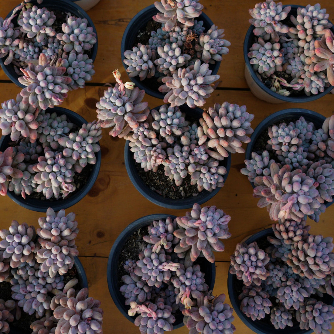 5'' Pachyphytum Baby Finger, Rare Live Succulent Plants