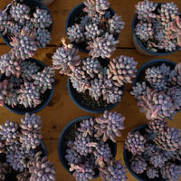 5'' Pachyphytum Baby Finger, Rare Live Succulent Plants