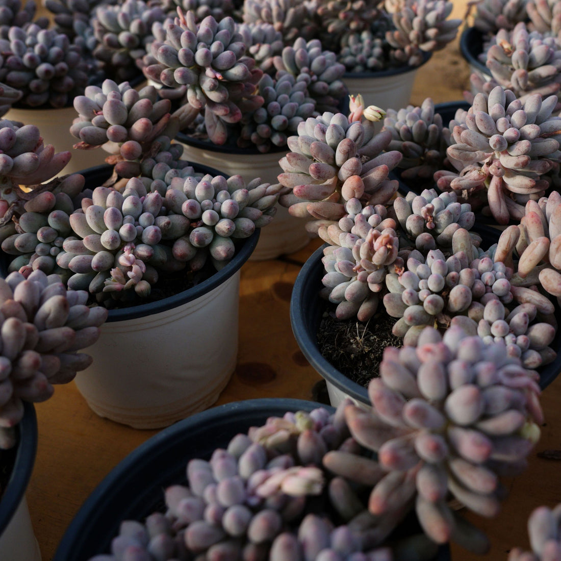 5'' Pachyphytum Baby Finger, Rare Live Succulent Plants