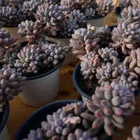 5'' Pachyphytum Baby Finger, Rare Live Succulent Plants