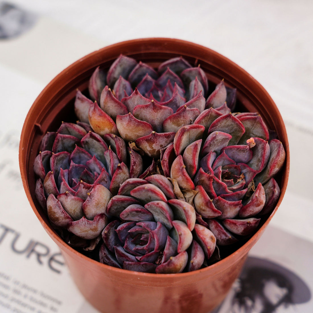 5'' Echeveria Dark Ice, Rare Live Succulent Plants