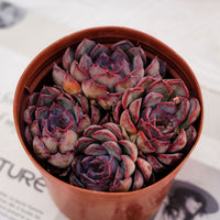 5'' Echeveria Dark Ice, Rare Live Succulent Plants