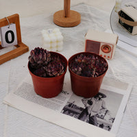 5'' Echeveria Dark Ice, Rare Live Succulent Plants