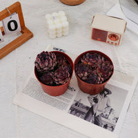 5'' Echeveria Dark Ice, Rare Live Succulent Plants