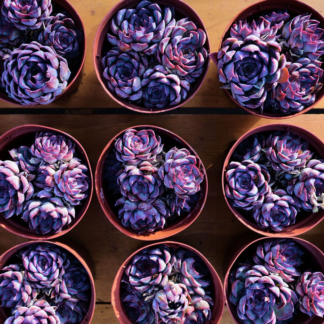 5'' Echeveria Dark Ice, Rare Live Succulent Plants