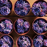 5'' Echeveria Dark Ice, Rare Live Succulent Plants