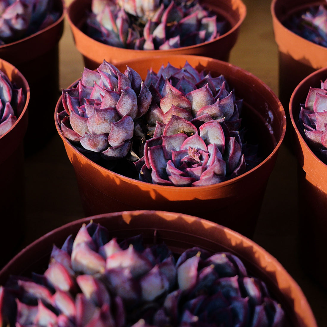 5'' Echeveria Dark Ice, Rare Live Succulent Plants